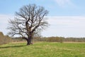 Old oak Royalty Free Stock Photo