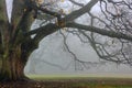 Old oak in fog.