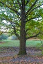 Old oak in a forest glade Royalty Free Stock Photo