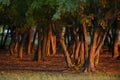 Old Oak Forest with Sunset Light Royalty Free Stock Photo