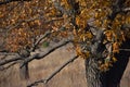 Old oak with golden leaves Royalty Free Stock Photo