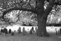 Old Oak And Headstones