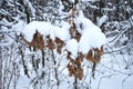 Old oak leaves covered with a layer of snow in the winter forest Royalty Free Stock Photo