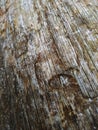 An old oak log with a bright tree pattern Royalty Free Stock Photo