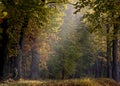 Old oak and maple trees in autumnal light Royalty Free Stock Photo