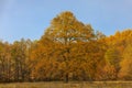 Old oak among of other trees at the edge of glade Royalty Free Stock Photo