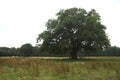 Old Oak, Oude Eik Royalty Free Stock Photo