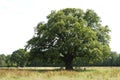 Old Oak, Oude Eik Royalty Free Stock Photo