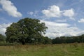 Old Oak, Oude Eik