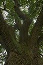 Old Oak, Oude Eik Royalty Free Stock Photo