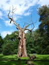 Old oak in Rogalin, Poland