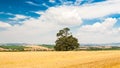Lonely tree in the field under blue sky with clouds Royalty Free Stock Photo