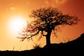 Old oak in sunset Royalty Free Stock Photo