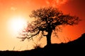Old oak in sunset Royalty Free Stock Photo