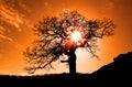 Old oak in sunset Royalty Free Stock Photo