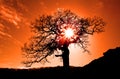 Old oak in sunset Royalty Free Stock Photo