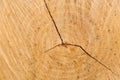 Old oak texture, cut wood background Royalty Free Stock Photo