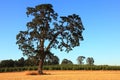Old Oak Tree Royalty Free Stock Photo