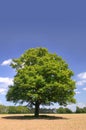 An old oak tree Royalty Free Stock Photo