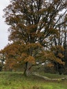 Old Oak tree Royalty Free Stock Photo