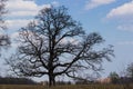 Old oak tree in the background of the blue sky Royalty Free Stock Photo