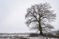 Old oak tree with bare branches on a field with some snow, light Royalty Free Stock Photo