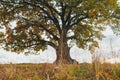 Old oak tree branches with yellow autumn foliage Royalty Free Stock Photo