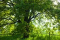 The old oak tree in bright summer day