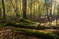 Old oak tree broken lying