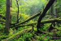 Old oak tree broken lying in spring forest