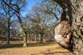 Old Oak tree with a burl in a park at spring Royalty Free Stock Photo