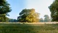 Old oak tree catching the sunrise on one side in the middle of a paddock