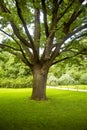 Old oak tree in a city park, Moscow, Russia Royalty Free Stock Photo