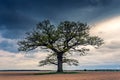 Old oak tree close up in the evening light, Lithuania Europe Royalty Free Stock Photo