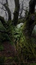 Old Oak tree in a dartmoor Forest, Devon