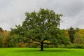 Old oak tree with dense crown in a green park Royalty Free Stock Photo
