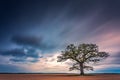 Old oak tree in the evening light, Lithuania Europe Royalty Free Stock Photo