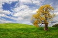 Old oak tree in the field Royalty Free Stock Photo