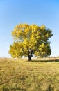 Old oak tree in a field against a clear blue sky Royalty Free Stock Photo