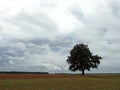 Old oak tree, field and beautiful cloudy sky, Lithuania Royalty Free Stock Photo