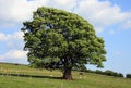 Old Oak Tree in a Field Royalty Free Stock Photo