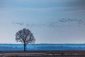 Old oak tree with flying group of birds, Lithuania Europe Royalty Free Stock Photo