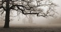 Old oak tree, foggy conditions