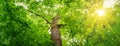 Old oak tree foliage in morning light with sunlight Royalty Free Stock Photo