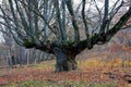 Old oak tree on forest Royalty Free Stock Photo
