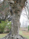 Old oak tree in Fullarton Woods, South Ayrshire, Scotland.