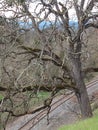 Old oak tree gaddis park near rockcut