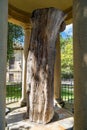 The old oak tree of Gernika - Guernica, Spain