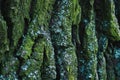 Old oak tree green mossy bark closeup Royalty Free Stock Photo