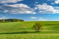 Old oak tree on green spring meadow, landscape in sunny day with blue sky Royalty Free Stock Photo